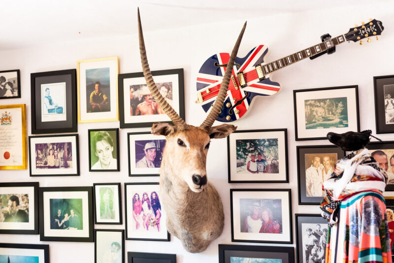 Taxidermy of Pikes